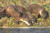 Norther river otters - agpix.com/jerrymercier