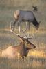 bull elk - agpix.com/jerrymercier