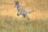 Coyote hunting - agpix.com/jerrymercier
