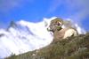 Bighorn sheep ram and mountains - agpix.com/jerrymercier