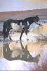 Wild horse in water - agpix.com/jerrymercier