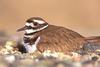 killdeer - agpix.com/jerrymercier