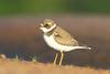 semipalmated plover - agpix.com/jerrymercier