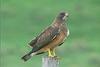 swainson's hawk - agpix.com/jerrymercier