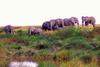 African Elephant