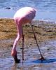 Greater Flamingo