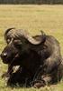 Buffalo