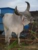 Bullock farming