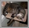 sleepy cats 1
