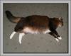sleepy cats 2
