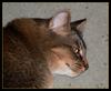 sleepy cats 3