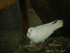 Dove with eggs hatched