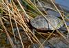 Signs of Spring - Spotted Turtle (Clemmys guttata)002