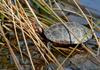 Signs of Spring - Spotted Turtle (Clemmys guttata)002