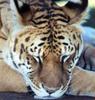 Ti-liger (cats zoo retourns)