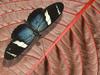 Blue on Pink. Sarah Longwing - Sara Longwing Butterfly (Heliconius sara)