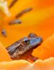 Northern Spring Peeper (Pseudacris crucifer crucifer)100