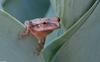 Northern Spring Peeper (Pseudacris crucifer crucifer)103