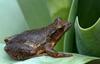 Northern Spring Peeper (Pseudacris crucifer crucifer)104