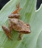 Northern Spring Peeper (Pseudacris crucifer crucifer)105