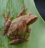 Northern Spring Peeper (Pseudacris crucifer crucifer)106