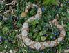 Northern Copperhead (Agkistrodon contortrix mokasen)090LR