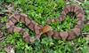 Northern Copperhead (Agkistrodon contortrix mokasen)091LR