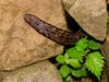 An Alpine Slug - Meghimatium fruhstorferi (probably)