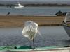 Great Egret (Ardea alba modesta) 1