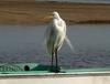 Great Egret (Ardea alba modesta) 2