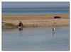 Great Egret (Ardea alba modesta) and dog