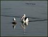 Australian pelican and gull