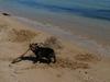 dog at beach 2