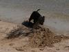 dog at beach 4