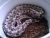 Soloman Island Ground Boa