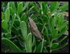 cute grasshopper