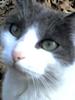 My cat
