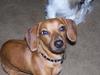 My dog.