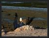 Scary pelican
