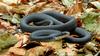 Northern Black Racer(Coluber constrictor constrictor)026