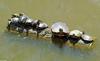 turtle log