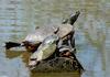 turtle log 2