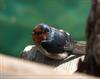 Barn swallow 1