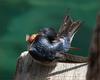 Barn swallow 2