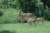 Fawn Triplets