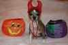 Goliath, The Little Devil