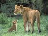 African Lion Mother with Cub Moremi Game Reserve, Okavango Delta, Botswana