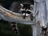 Baby Raccoon