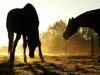 Backlit Horses, Duesseldorf, Germany