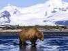 Brown Bear